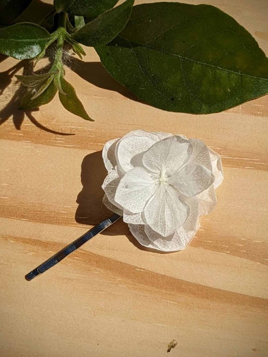 Barrette en fleurs stabilisées d'hortensia blanc