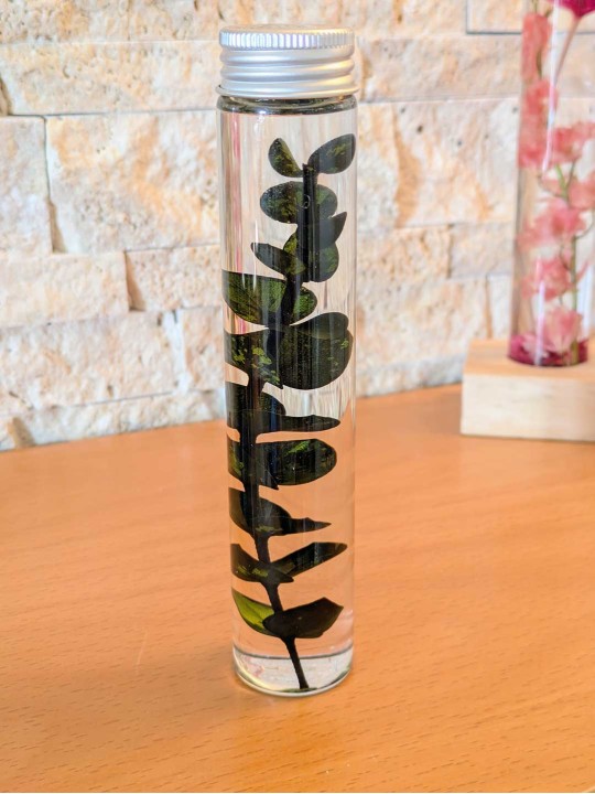 Fleur immergée eucalyptus