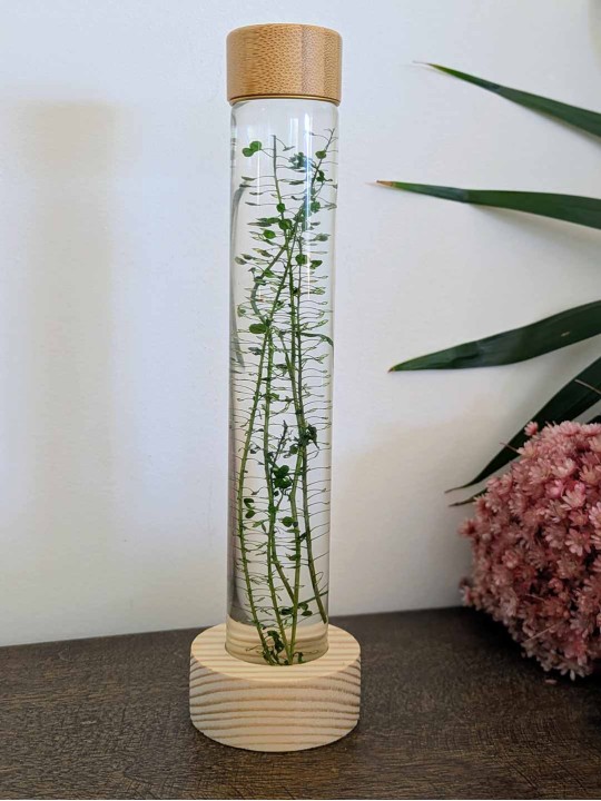 Fleur immergée verte