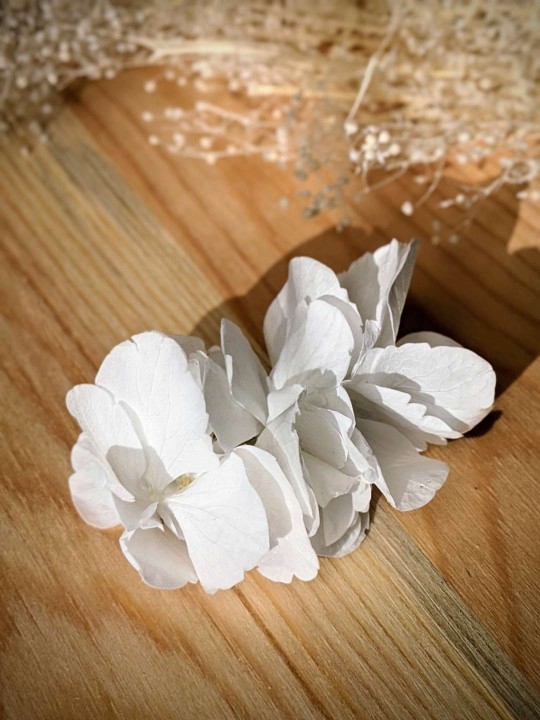 Barrette en grandes fleurs stabilisées, hortensia blanc