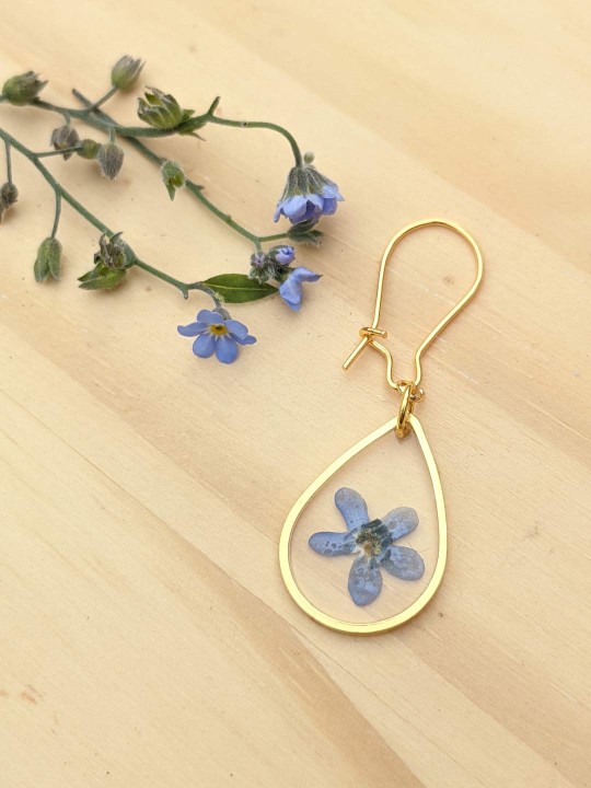 Boucles d'oreille goutte contenant une véritable fleur de Myosotis